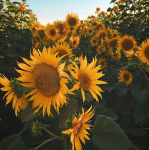 Meet your Posher, Leilani